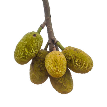 Jackfruit on the tree isolated on white background with clipping path.
