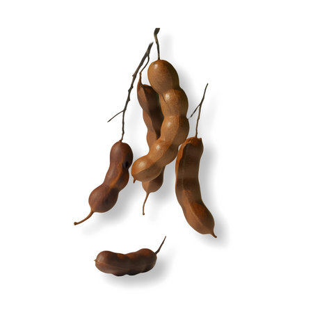 Tamarind isolated on white background. Realistic 3d illustration.の写真素材