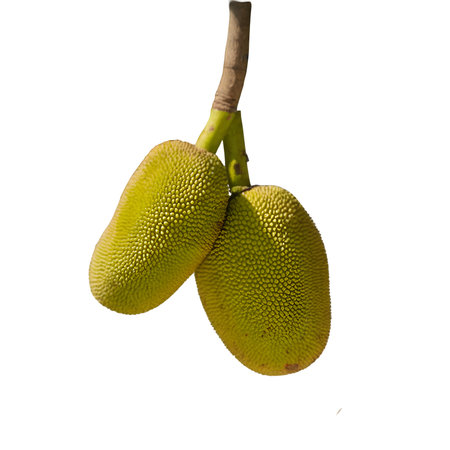 Jackfruit on the tree isolated on white background with clipping path.