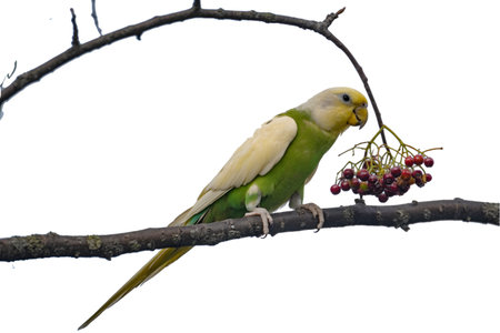 Yellow and green parakeet sitting on a branch with rowan berries