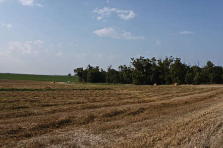 Corn fieldsの写真素材