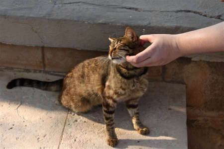 Cat Feelingの写真素材