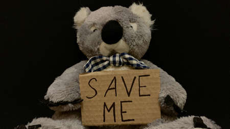 Plush soft toy koala as a symbol of Australia and rare animals affected by fires asks to save her lifeの写真素材