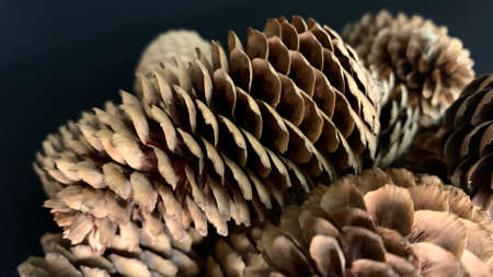 Fir cones fallen from trees. Brown dry buds are scattered on a black tableの写真素材