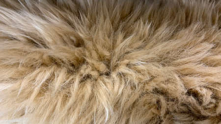 Natural multi-colored wool for sale for clothing insulation and decorationの写真素材