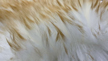 Natural multi-colored wool for sale for clothing insulation and decorationの写真素材