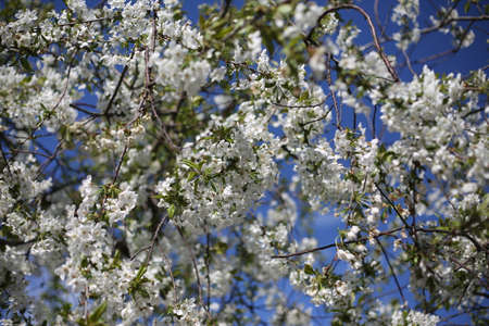 cherry blossom branches. The tree blooms flowers on a sunny spring day. white flower petalsの写真素材