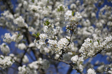 cherry blossom branches. The tree blooms flowers on a sunny spring day. white flower petals