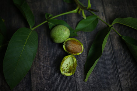 Unripe walnut fruits on a branch with leavesの写真素材