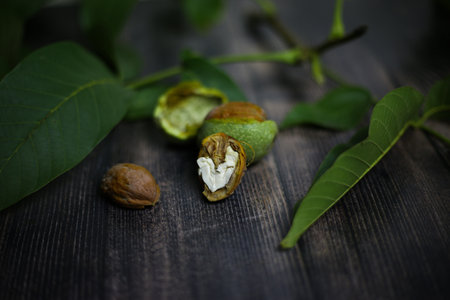 Unripe walnut fruits on a branch with leaves