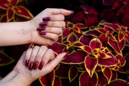 Girl's hands show her new red cherry manicure on long nails against the background of red coleus flowersの写真素材