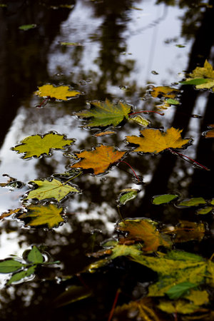 Yellow and green maple leaves in a puddle. Vertical photo of leaves falling from a tree in a park in...