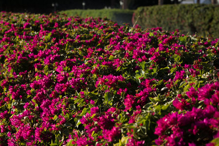 Flowering shrub with blooming pink flowers on exotic foliage in the parkの写真素材
