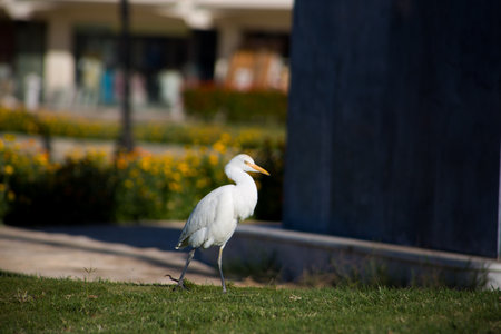 Bird hunts insects in the grassの写真素材