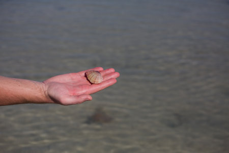 Scallop in a shell with red stripesの写真素材