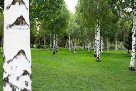 Serene birch grove with neatly trimmed grass, creating a peaceful outdoor setting. Image captures...
