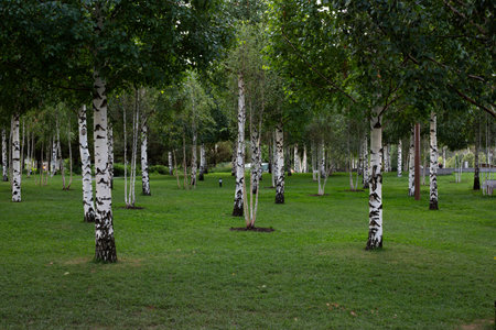 Serene birch tree grove in park, perfect for mindfulness, yoga, or outdoor photography. The soft light filtering through the leaves creates a calming atmosphere for relaxation or meditationの写真素材