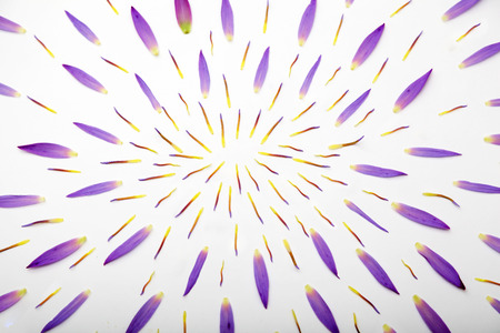 Sleeping lotus petals