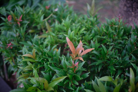 A close-up of lush green foliage with a few reddish leaves, indicating new growth. The natural...