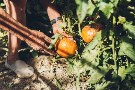 Close-up of an old mans hands about to harvest ripe tomatoes from his orchardの写真素材