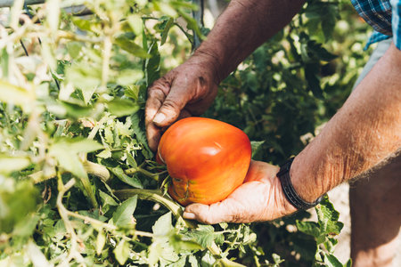 Close-up of hands of an elderly holding a large tomato from the plantの写真素材