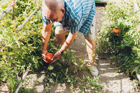 Older man crouching in his vegetable garden harvesting ripe tomatoesの写真素材