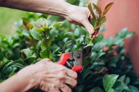 woman pruning branches of a camellia without flowerの写真素材