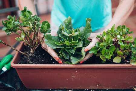 woman sowing a plant in a rectangular pot