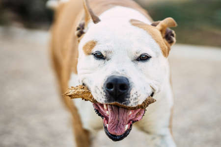 Close up view of a dangerous breed dog with a piece of wood in the mouthの写真素材