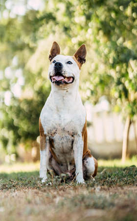 Vertical portrait of a dog sitting with an attentive expression outdoorsの写真素材