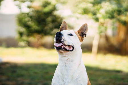Dog sitting with an attentive expression in a parkの写真素材