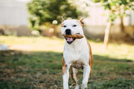 Dangerous breed dog running with a piece of wood in the mouth in the parkの写真素材