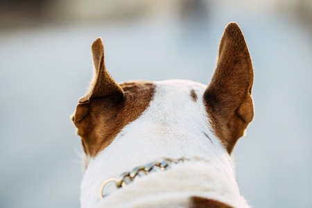 Back of the head of a brown and white dangerous breed dog with the ears upの写真素材