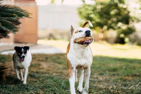 Dog walking with a stick in its mouth next to a small dog outdoorsの写真素材