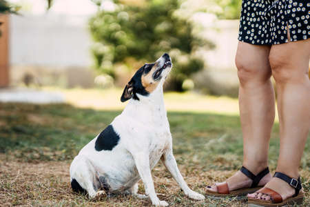 Small dog sitting on the ground looking at a woman in a parkの写真素材
