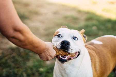 Dog playing at pulling a piece of wood with a person outdoorsの写真素材