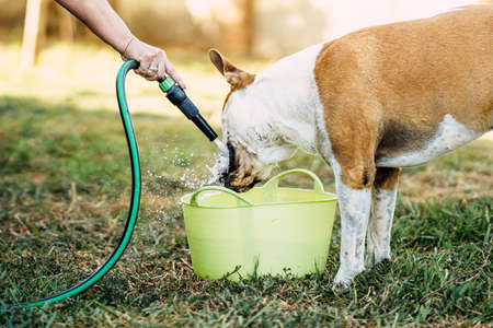 Brown and white dangerous breed dog drinking water from a hose outdoorsの写真素材