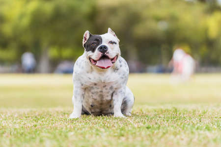 Portrait of a American bully dog sitting on a park with the tongue outの写真素材