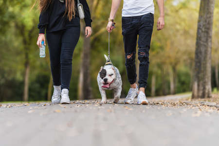 Two people walking an American Bully dog on a parkの写真素材