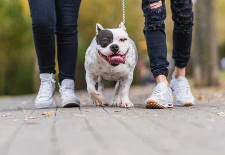 Two person walking an american bully dog tied with a leash outdoorsの写真素材