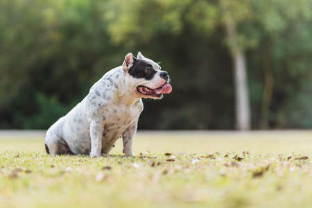 Profile with copy space of an American bully dog sitting on a parkの写真素材
