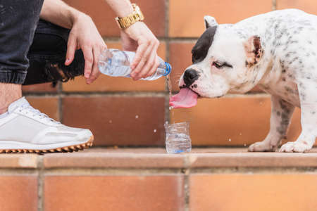 Woman giving water to an American bully dog outdoorsの写真素材