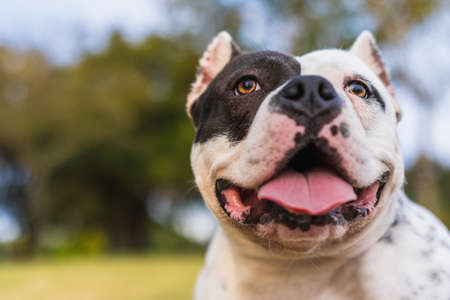 Close up view of an attentive american bully dog in a park