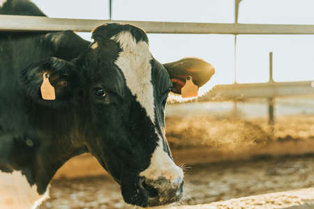 backlighting of a cow with eartag on a dairy farmの写真素材