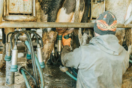 man on his back in work clothes putting teat cups on a cowの写真素材