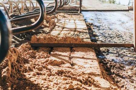 smoothing the sand from the cubicle housing for lactating cowsの写真素材