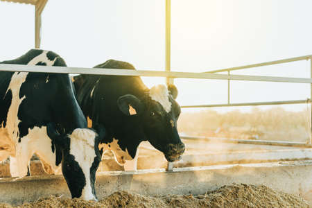 a couple of cows eating at dawnの写真素材