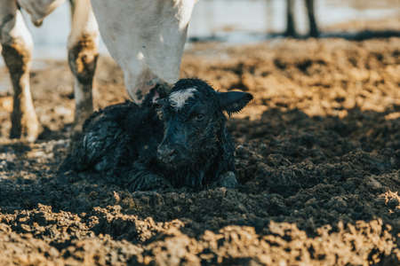 newborn calf lying in the shade of its mother on a sunny dayの写真素材