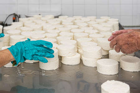 many fresh finished cheeses ready for packaging