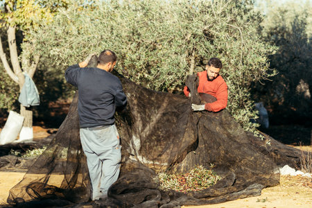 two workers lifting a net to pile up the olives contained thereinの写真素材